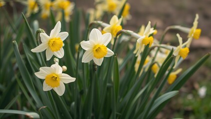Spring blossoms of narcissus in white and yellow hues. Freshly picked narcissus bouquet from a garden. Rustic nature captured in a springtime vintage postcard.