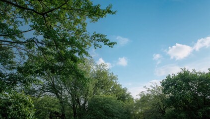 Obraz premium A peaceful scene of vibrant green treetops reaching for a bright blue sky, reflecting the serenity of the natural world, preservation
