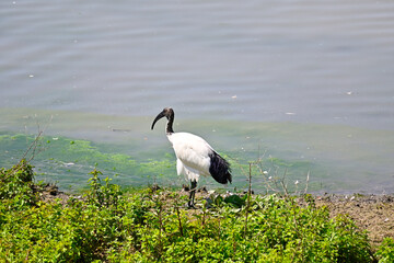 Obraz premium The Watchful Ibis