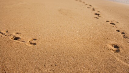 Detailed view of sandy beach with footprints, ideal for summer-themed layouts
