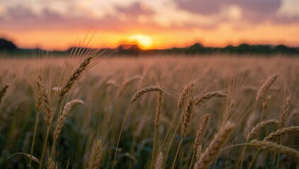 Naklejka premium Golden barley field illuminated by a sunset, highlighting ecological balance