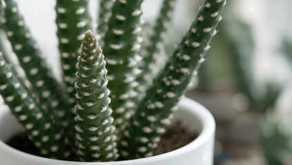 Fototapeta premium Close-up of a Haworthia zebra plant in a white pot, a fiber-dense choice for indoor decor