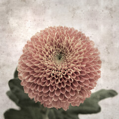 square stylish old textured paper background with copper colored pompom chrysanthemum flower
