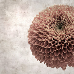 square stylish old textured paper background with copper colored pompom chrysanthemum flower