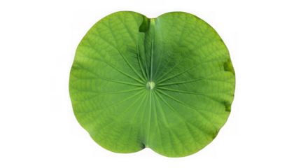Top-down view of a vibrant green lotus leaf with radial veins