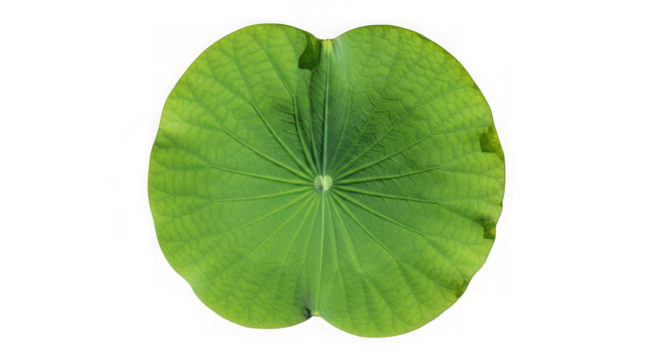 Top-down view of a vibrant green lotus leaf with radial veins