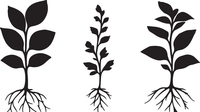 botanical plants with detailed leaves and root structures silhouette vector illustration