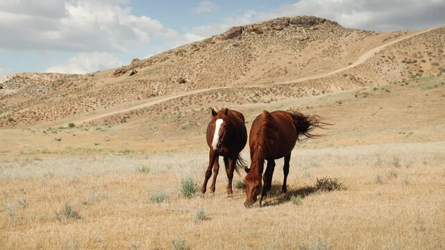Wild horses in Steppe of Kazakhstan