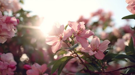 Blooming apple blossoms basking in gentle dawn light, whisper of Hanami celebrations, ethereal petals heralding spring's renewal