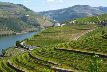 Douro Valley terraced vineyards next to Douro River