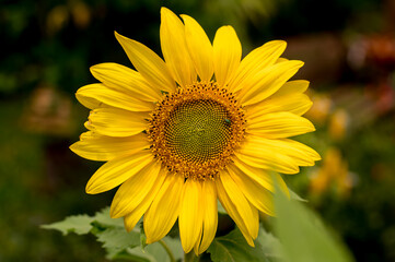 Close up of Sunflower (Helianthus annuus)