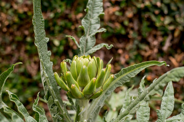Close-up of a green artichoke flower (Cynara scolymus)