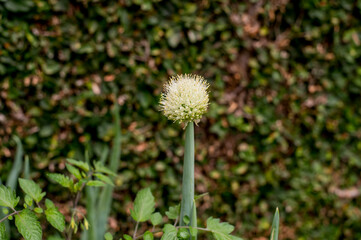 Green onion spice flower (Allium schoenoprasum)