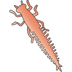 Illustration of an orange segmented insect larva with multiple legs and feathery gills on a transparent background