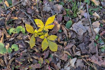 Yellow Autumn Leaves On Forest Floor Growing Amidst Trees And Vegetation.