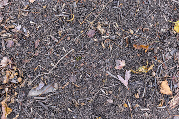 Fallen Leaves On Earthy Soil Surface Landscape Photo.