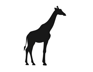 Fototapeta premium giraffe vector illustration