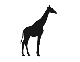 giraffe vector illustration