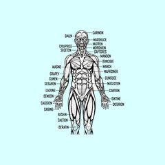 Organ Systems in the Human Body: Types, Parts, and Functions
