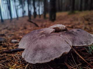 Wild mushrooms in pine forest near Baltic sea coast