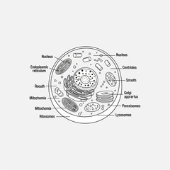 Organ Systems in the Human Body: Types, Parts, and Functions