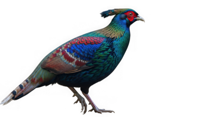 Himalayan monal pheasant with vibrant colorful plumage standing