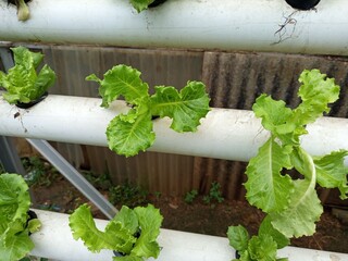 fresh herbs in a mortar