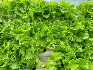 lettuce in the garden