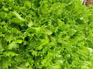 fresh green lettuce