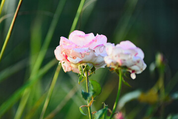 穴のあいた秋薔薇