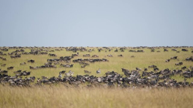 A massive herd of wildebeest and zebras, with some running and others resting, covers the vast golden savanna during the annual Great Migration in Maasai Mara National Reserve Kenya.