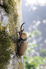 The elephant beetle (Megasoma elephas) is a member of the family Scarabaeidae and the subfamily...