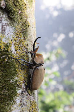 The elephant beetle (Megasoma elephas) is a member of the family Scarabaeidae and the subfamily Dynastinae. Elephant beetles are Neotropical rhinoceros beetles.