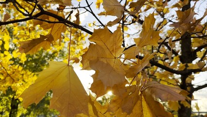 Golden maple leaves on tree branches gently swaying in the wind with sunlight at background. Lush autumn yellow foliage swinging on the breeze at forest. Beautiful colorful fall season. Close up