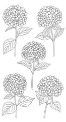 Hydrangea Flowers Line Art - Botanical Illustration for Coloring and Design.