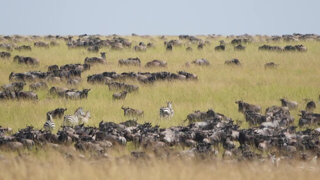 A large herd of wildebeest and zebra runs and rests across the vast grasslands of Maasai Mara National Reserve, Kenya.