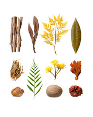 Dried herbs and botanical elements PNG die-cut, isolated natural leaves, roots, and spices on transparent background, organic dried plant collection for herbal design, spa branding and natural texture