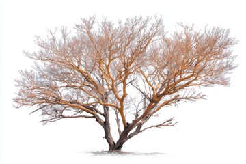 Fototapeta premium Leafless Winter Tree on White Background, Bare tree, Leafless tree, Branches