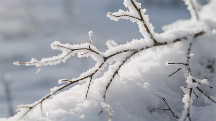 Obraz premium Snow covered tree branches in winter