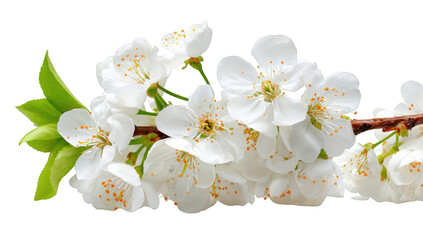 Close-up of a branch with blossoms (1)