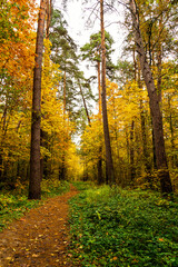 Forest path in autumn park covered with falling leaves. Beautiful woodland landscape during fall season for nature background.