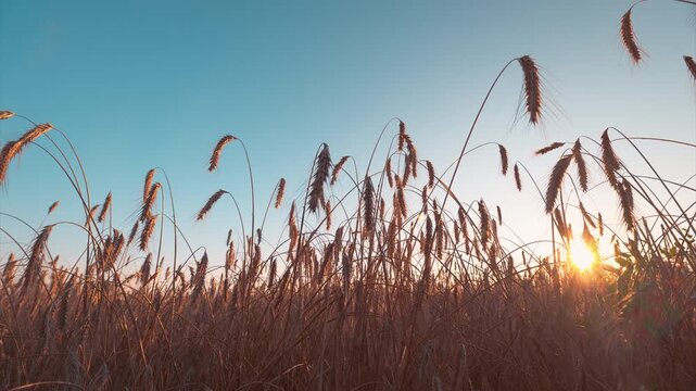 A stunning Golden Sunset casts a warm glow over tranquil Wheat fields and the expansive Sky