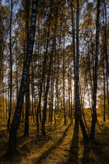 Sun setting through birch tree forest. Golden light illuminating autumn landscape in grove. Natural scenic view for wallpaper design. Autumnal landscape.