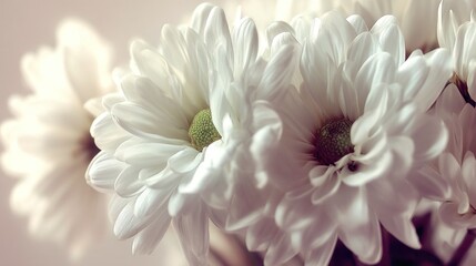 Close-up view of delicate white flowers.