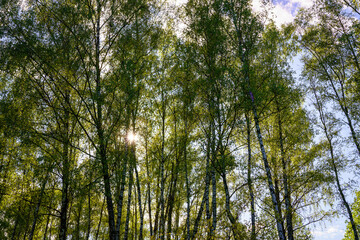 Sunlight filtering through the tall birch trees in a lush green forest, creating a serene and captivating natural landscape for nature enthusiasts.