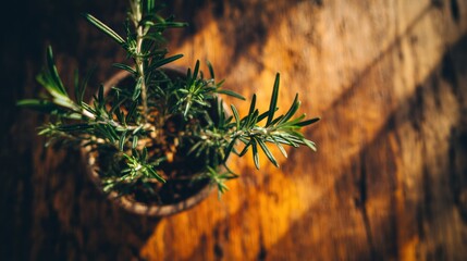 Close-up of a rosemary plant in a pot.