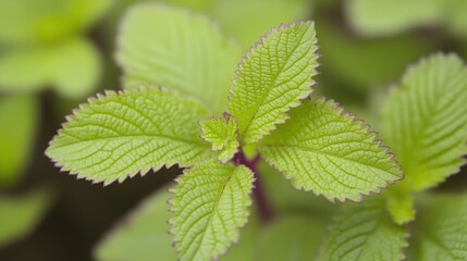 Close-up view of vibrant green leaves.