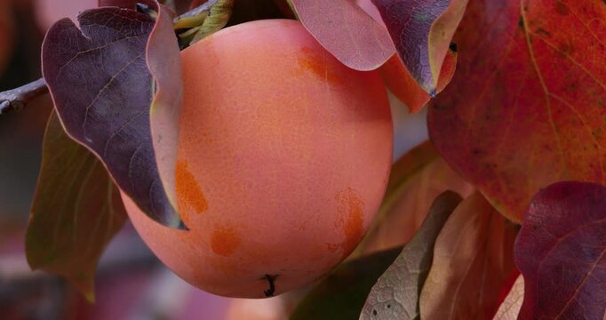 Persimmon fruit on tree, Orchards in Southern France.