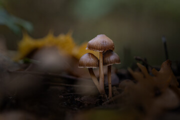 Champignons en forêt