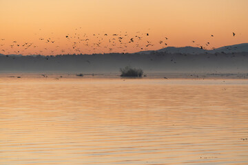 Jesienny świt nad Jeziorem Goczałkowickim, latające ptaki. © Elżbieta Kaps